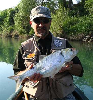 Record photograph for Alosa fallax